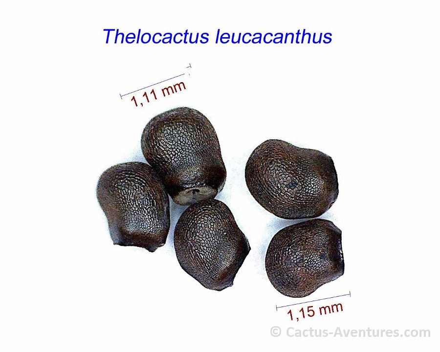 Thelocactus leucacanthus